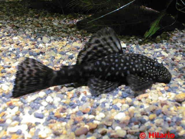 Femelle ancistrus au 02_02