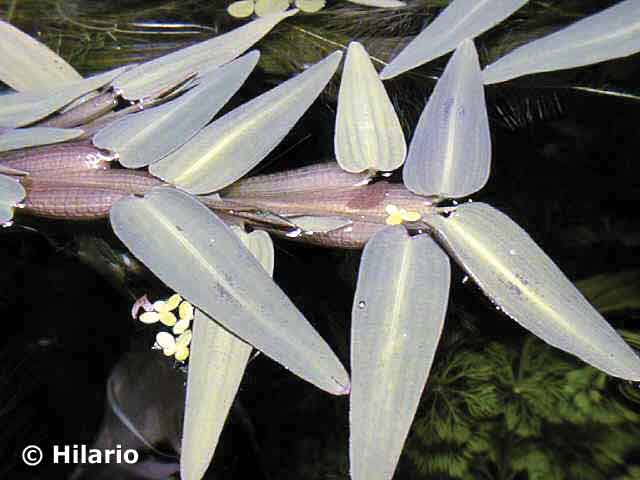 Hygroryza aristata