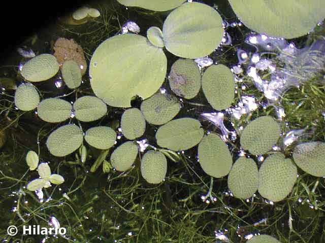 02_02salvinia_auriculata10.jpg