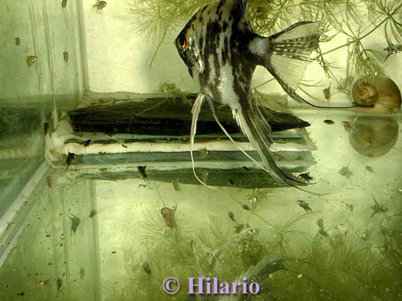 scalaires alevin