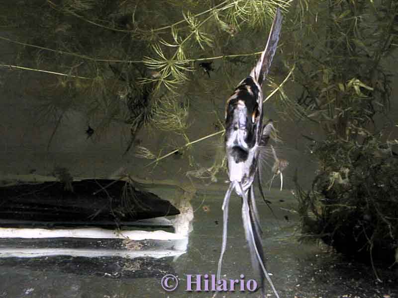 scalaires alevin