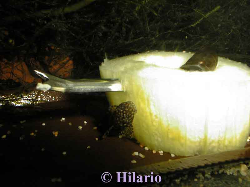 ancistrus alimentation