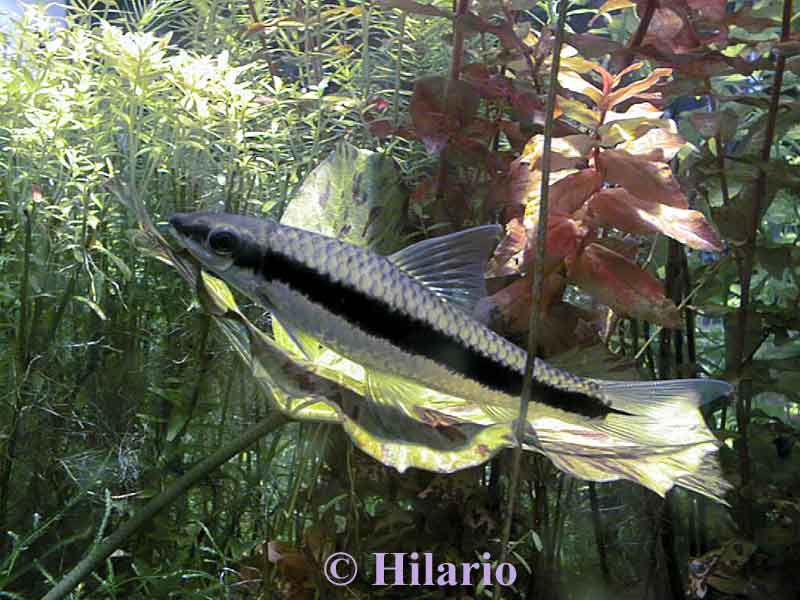 Crossocheilus