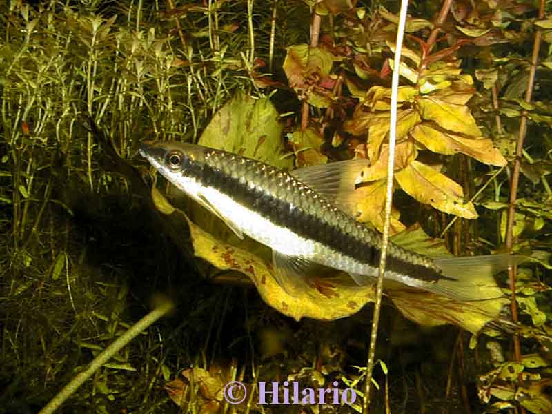 Crossocheilus