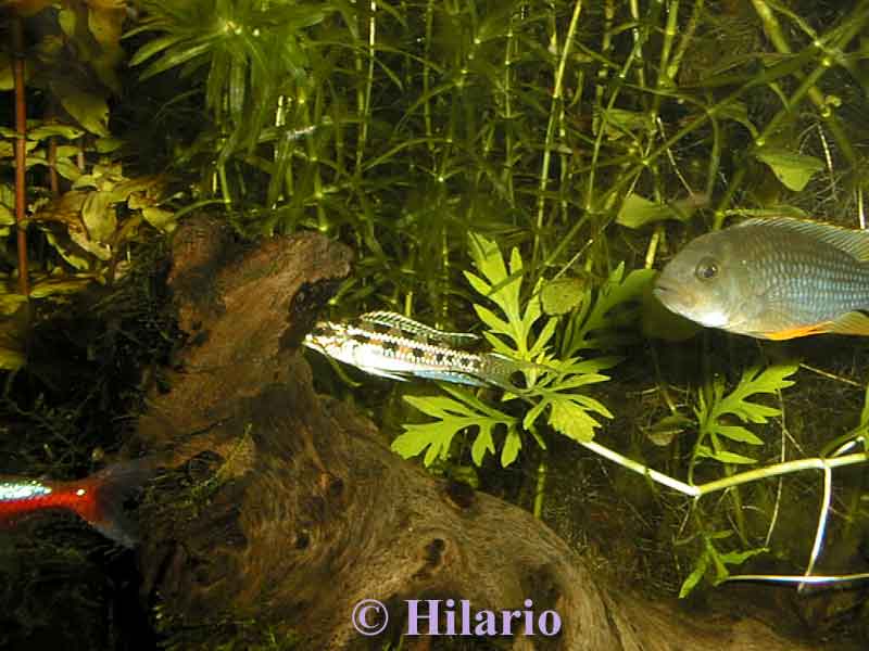 Dicrossus filamentosa, mâle