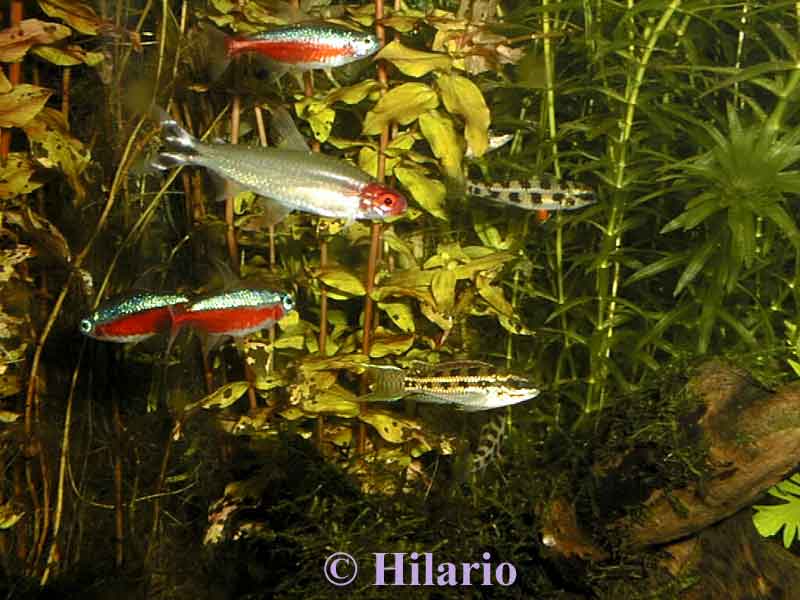 Dicrossus filamentosa couple