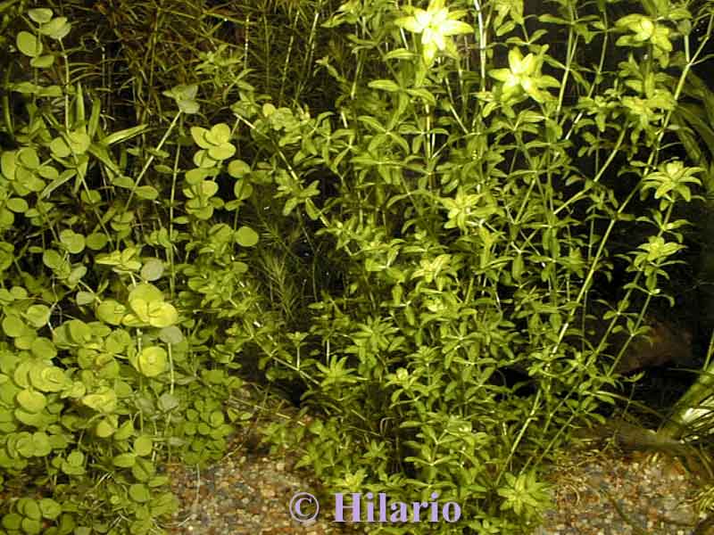 Hemianthus micranthemoides