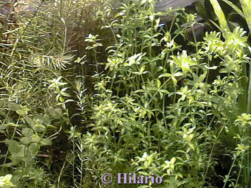 Hemianthus micranthemoides