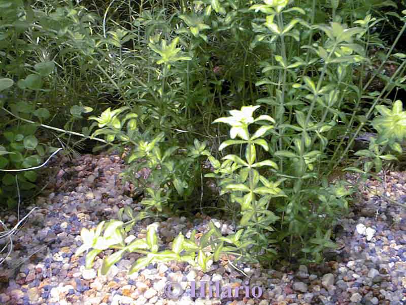 Hemianthus micranthemoides