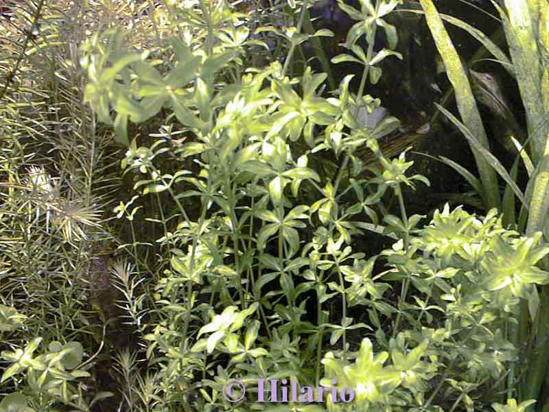 Hemianthus micranthemoides