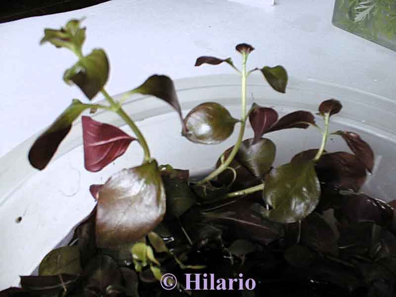 Ludwigia repens emmerse