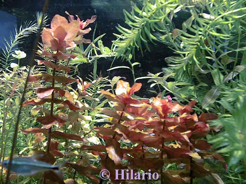 02_06rotala_macrandra01.jpg