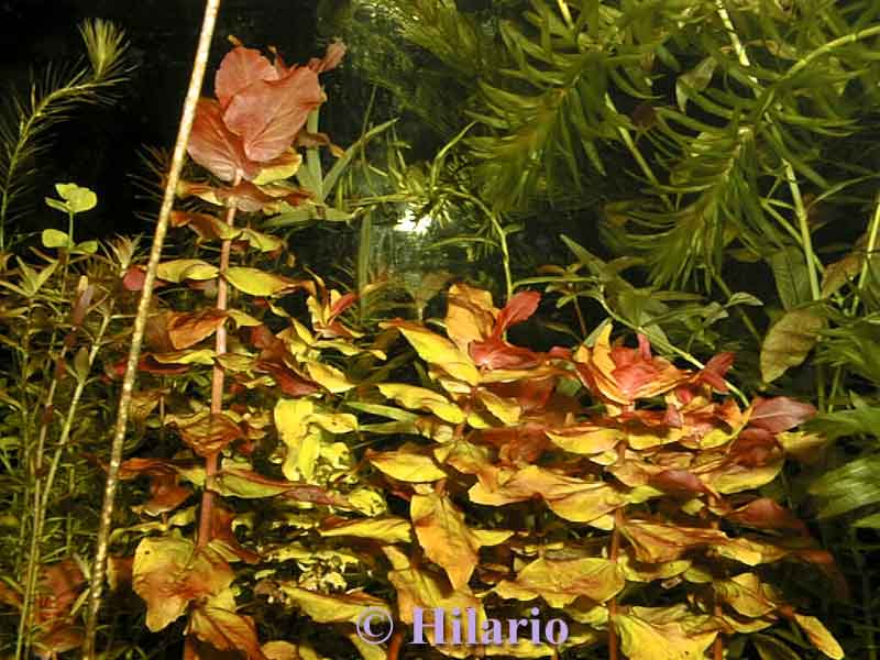 02_06rotala_macrandra02.jpg