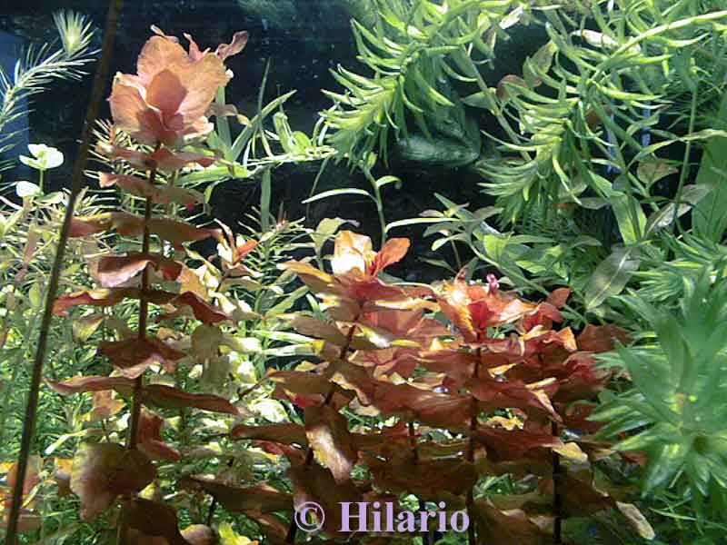 02_06rotala_macrandra03.jpg