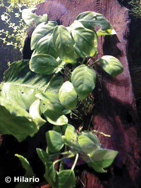 Anubia nana