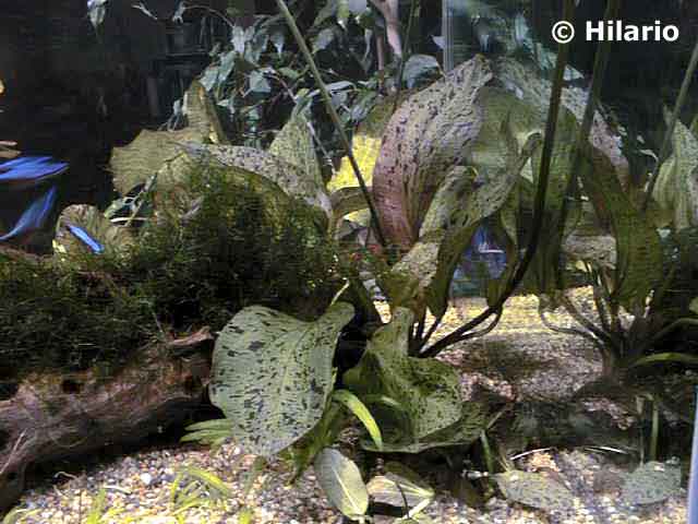 Echinodorus ozelot