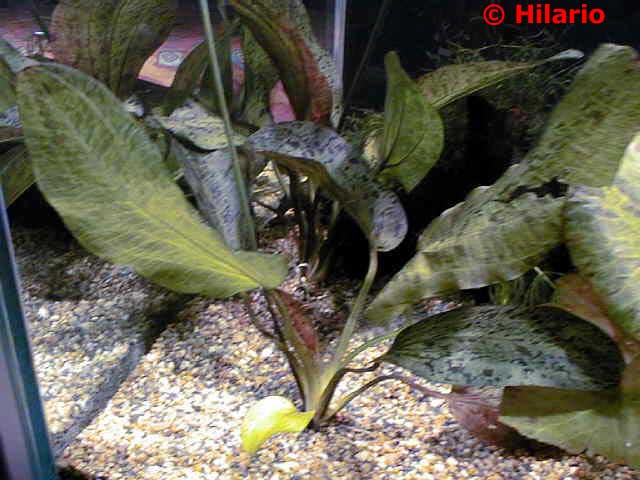Echinodorus ozelot