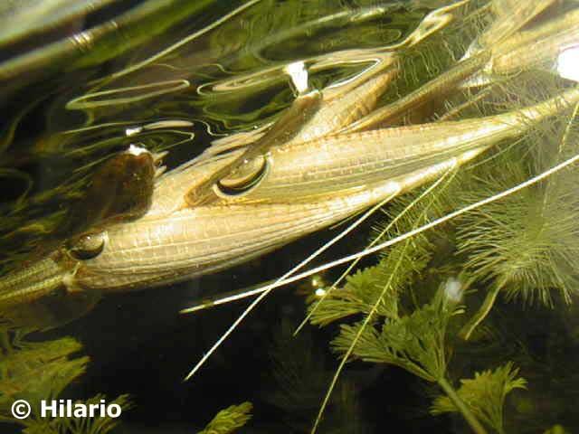 Hygroryza aristata