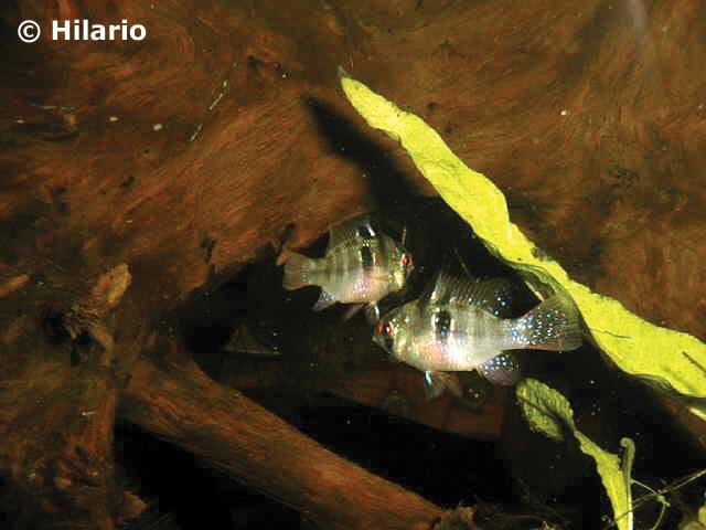 Mikrogeophagus ramirezi femelles.