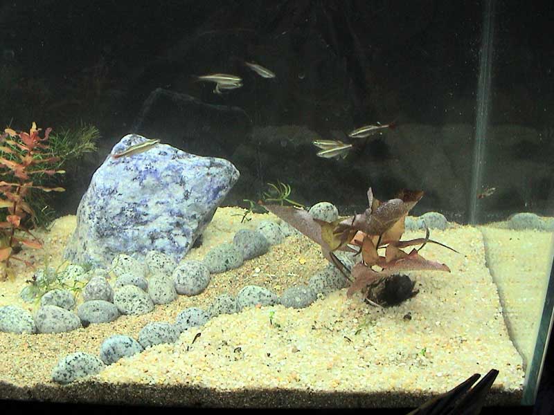 04-12-04aquarium04.jpg