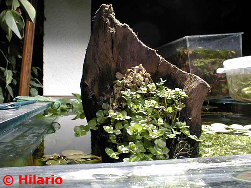 Micranthemum umbrosum