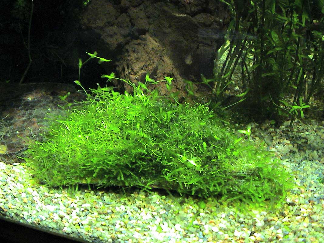 05-11-04aquarium-004.jpg