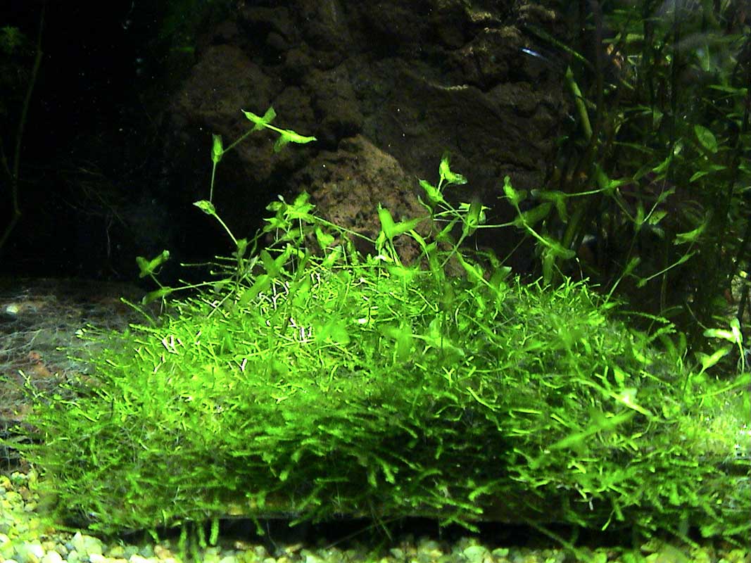 05-11-04aquarium-005.jpg
