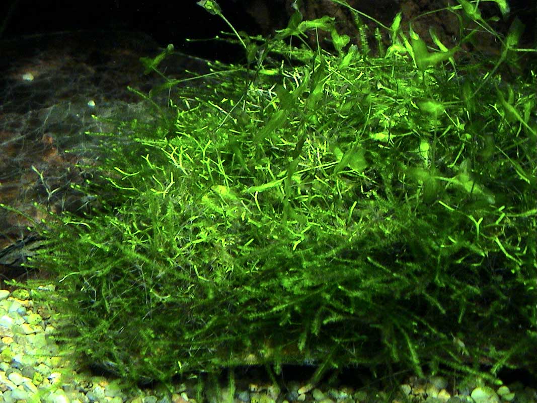 05-11-04aquarium-007.jpg
