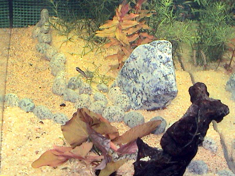 06-12-04aquarium05.jpg