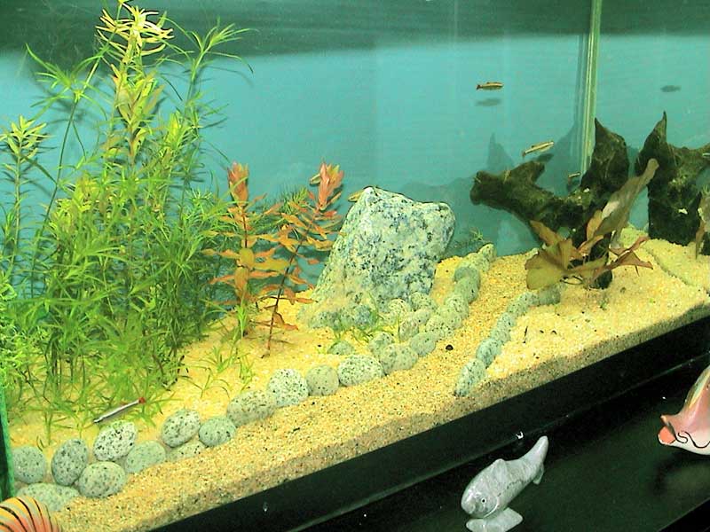 06-12-04aquarium06.jpg