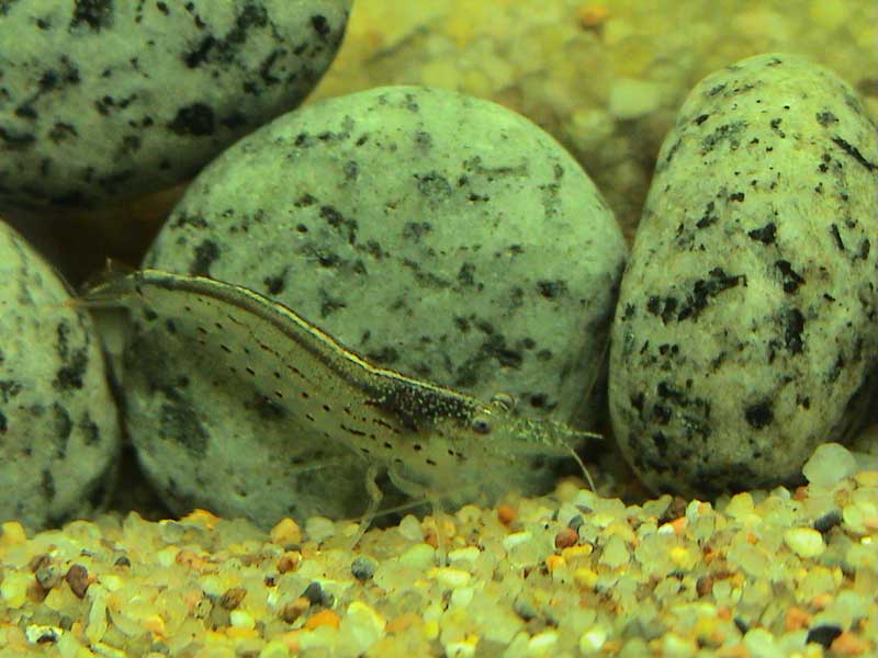 07-01-05aquarium10.jpg