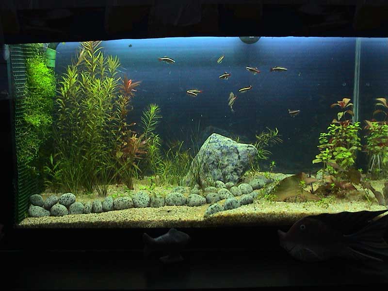 07-01-05aquarium29.jpg