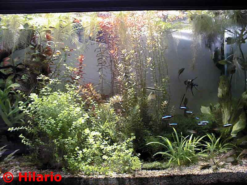 Taille des plantes