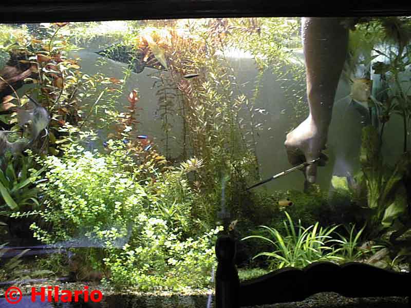 Taille des plantes