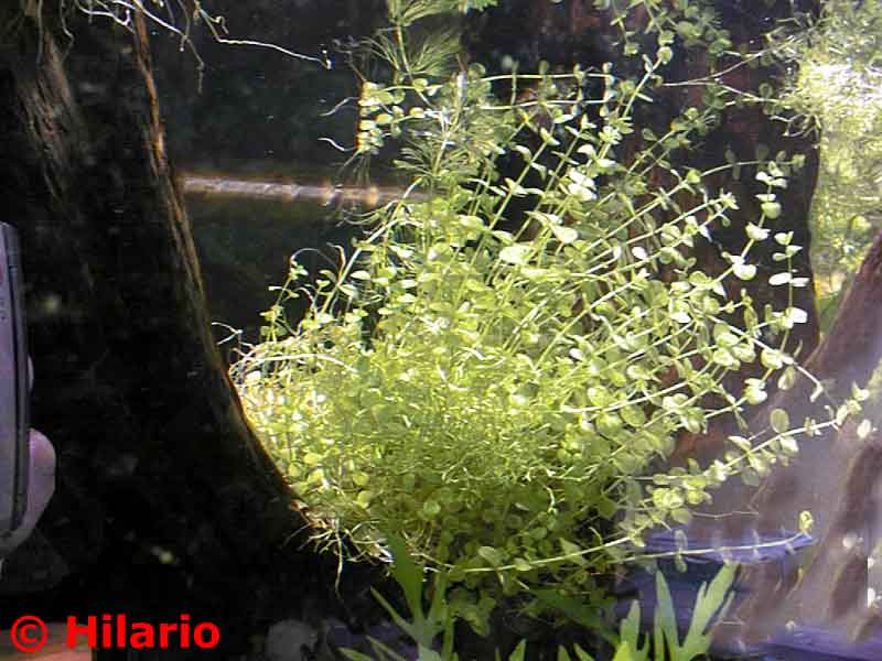 micranthemum umbrosum