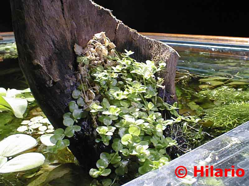 micranthemum umbrosum