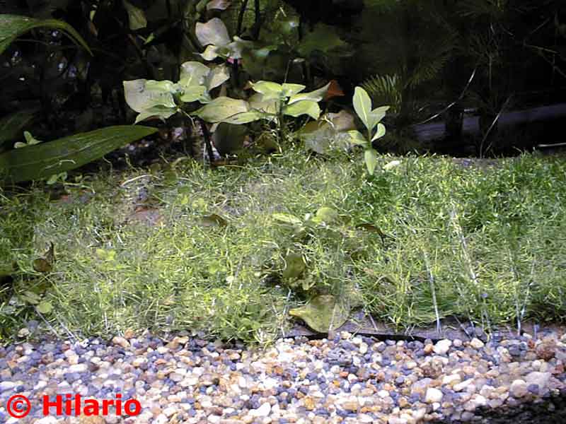 07_03riccia15.jpg