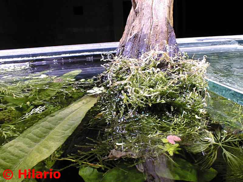 07_03vesicularia16.jpg