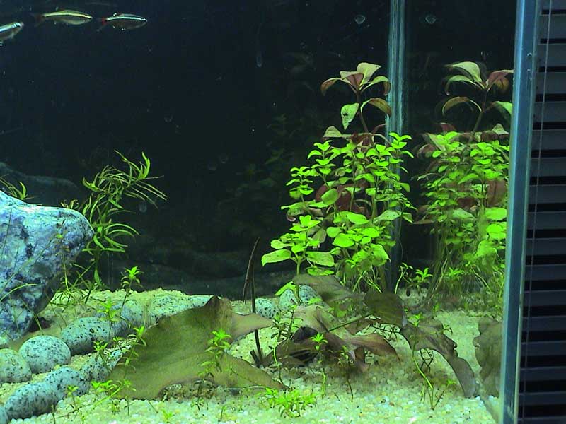 08-01-05aquarium01.jpg