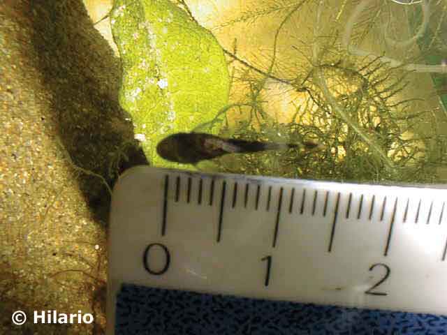 Alevin ancistrus13 au 09_02