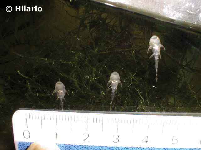 Alevin ancistrus13 au 09_02
