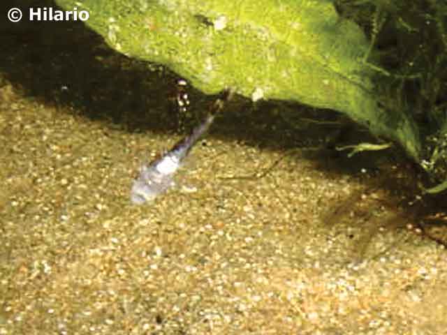 Alevin ancistrus13 au 09_02