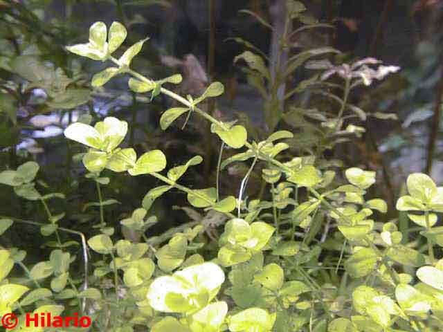 Micranthenum umbrosum