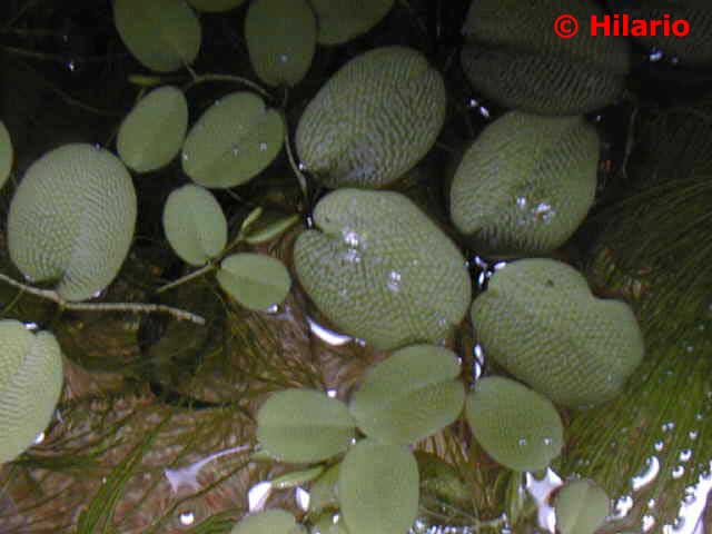 09_02salvinia_natans22.jpg