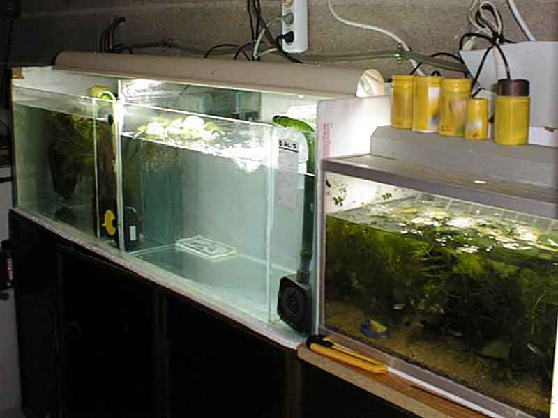 Fishroom