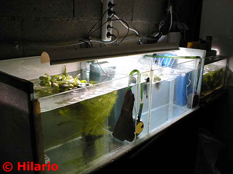 Fishroom