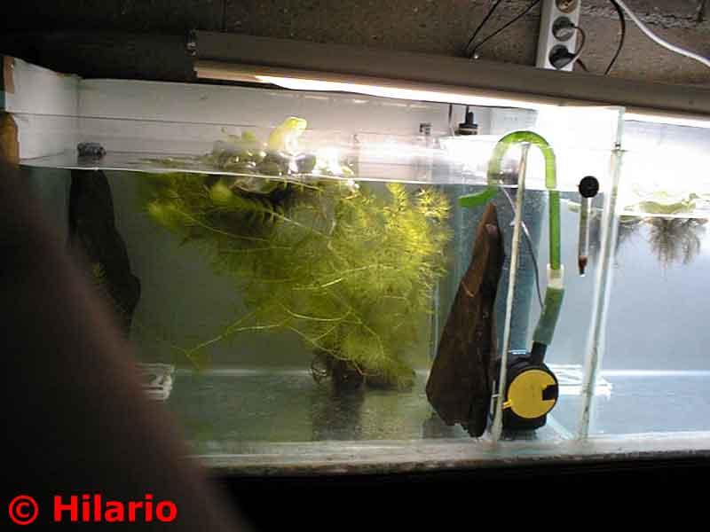 Fishroom