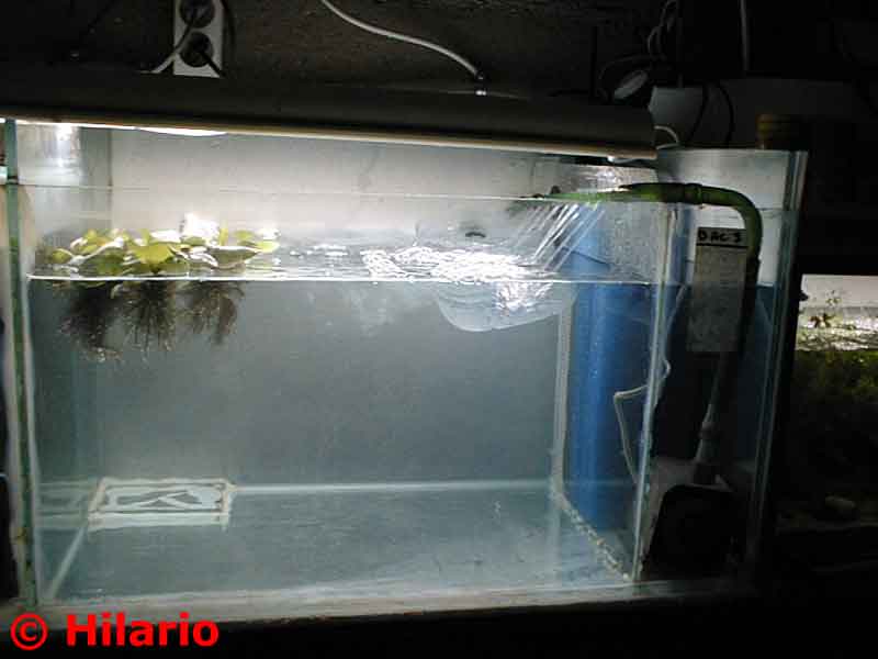 Fishroom