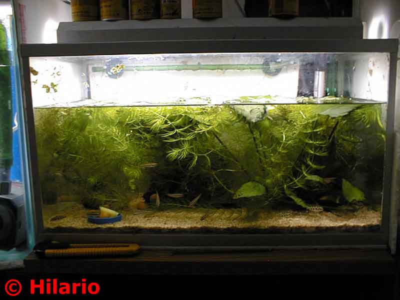 Fishroom