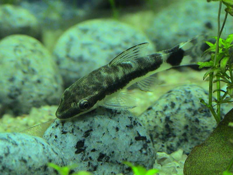 11-01-05aquarium08.jpg
